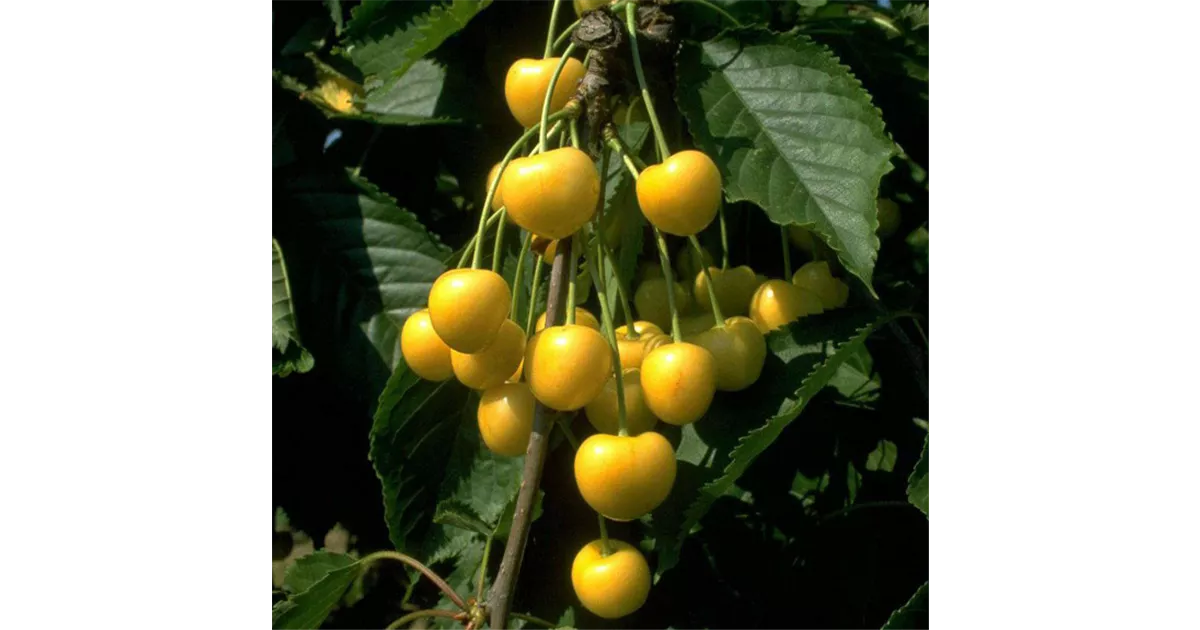 Knorpelkirsche\' Prunus avium \'Dönissens Gelbe