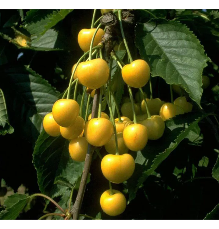 Prunus avium 'Dönissens Gelbe Knorpelkirsche'