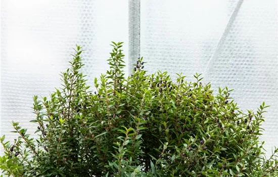 Wie Pflanzen überwintern und im Frühjahr wieder neu erwachen Wie Pflanzen überwintern und im Frühjahr wieder neu erwachen