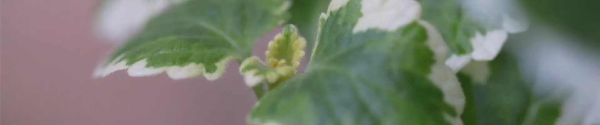 Haferstrauch - Einpflanzen im Garten (Thumbnail)