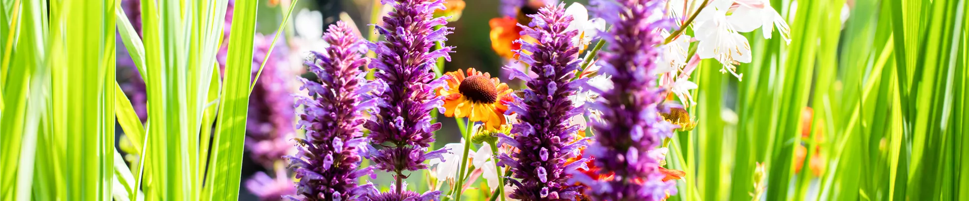 Agastache rugosa 'Blue Boa' Agastache rugosa 'Blue Boa'