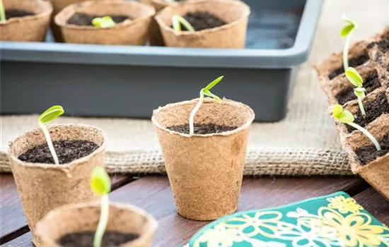 Die 5 besten Tipps für die Anzucht und Erfolg bei der Ernte