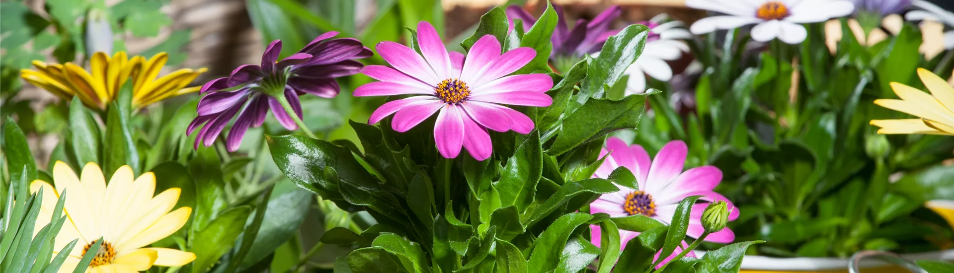 Osteospermum Osteospermum