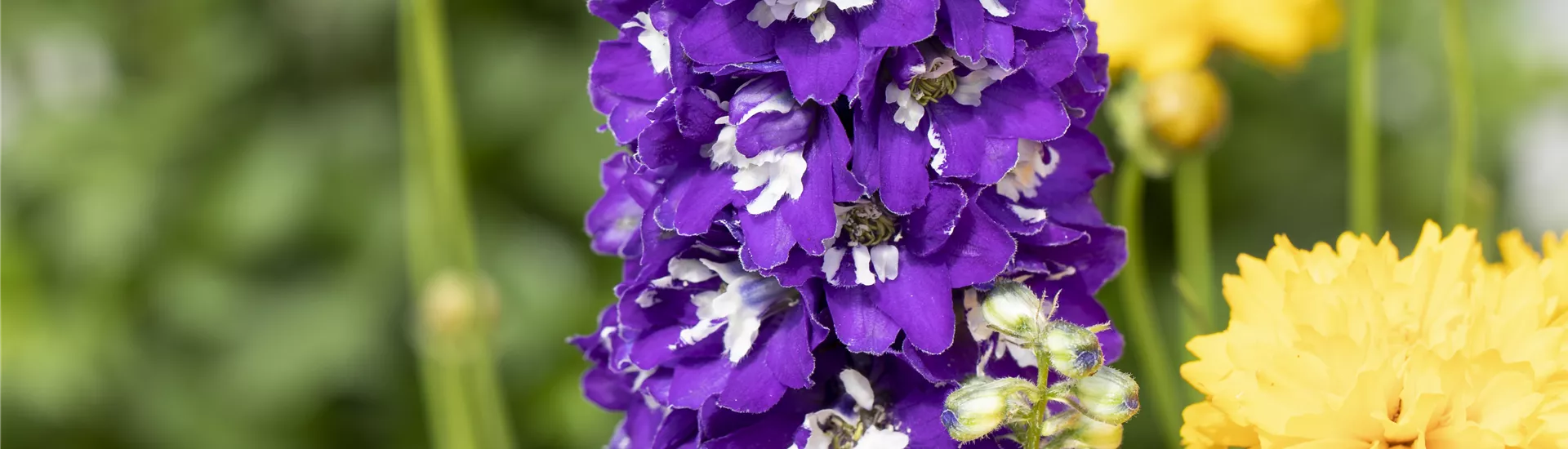 Delphinium pacific, violett Delphinium pacific, violett