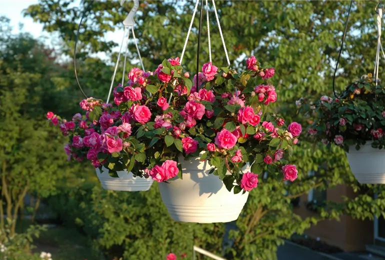 Impatiens walleriana, pink