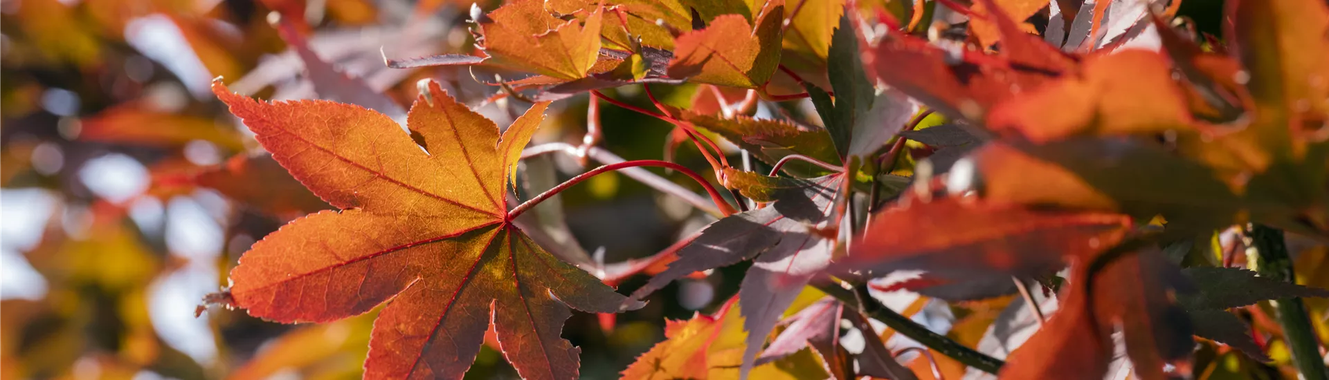 Acer