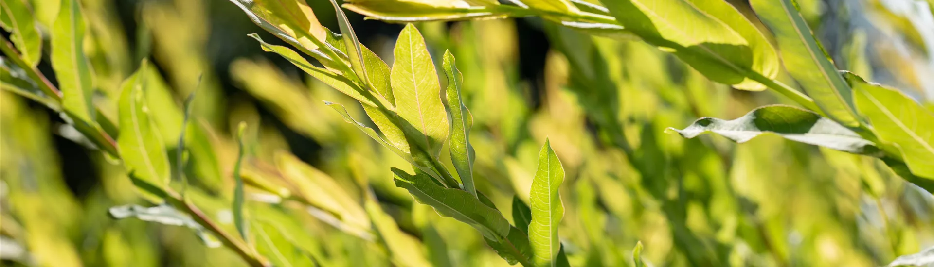 Salix purpurea Salix purpurea