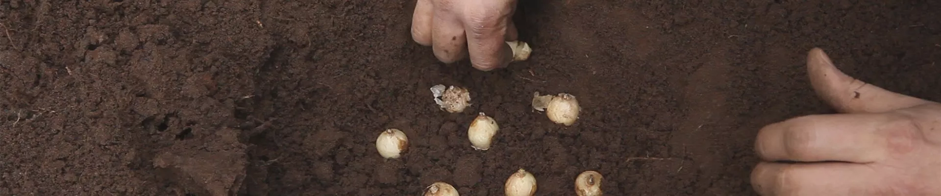 Traubenhyazinthen - Blumenzwiebeln einpflanzen (thumbnail)