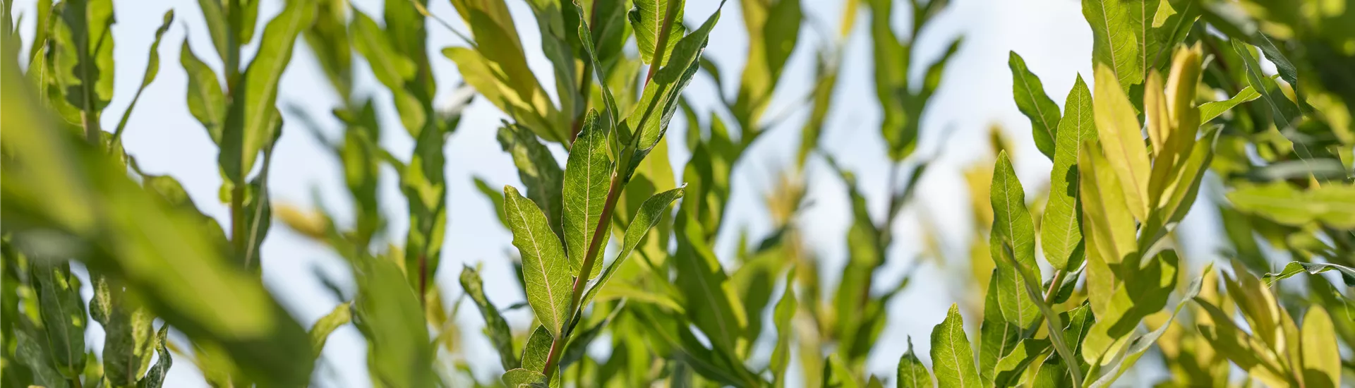 Salix purpurea Salix purpurea