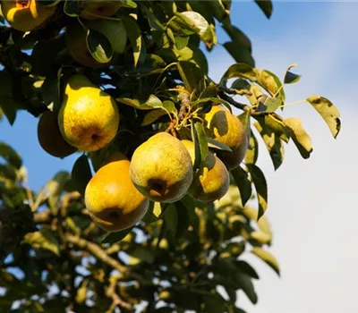 Pyrus communis 'Gellerts Butterbirne' Pyrus communis 'Gellerts Butterbirne'