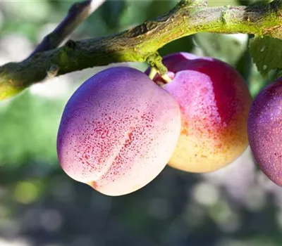 Prunus domestica 'The Czar'