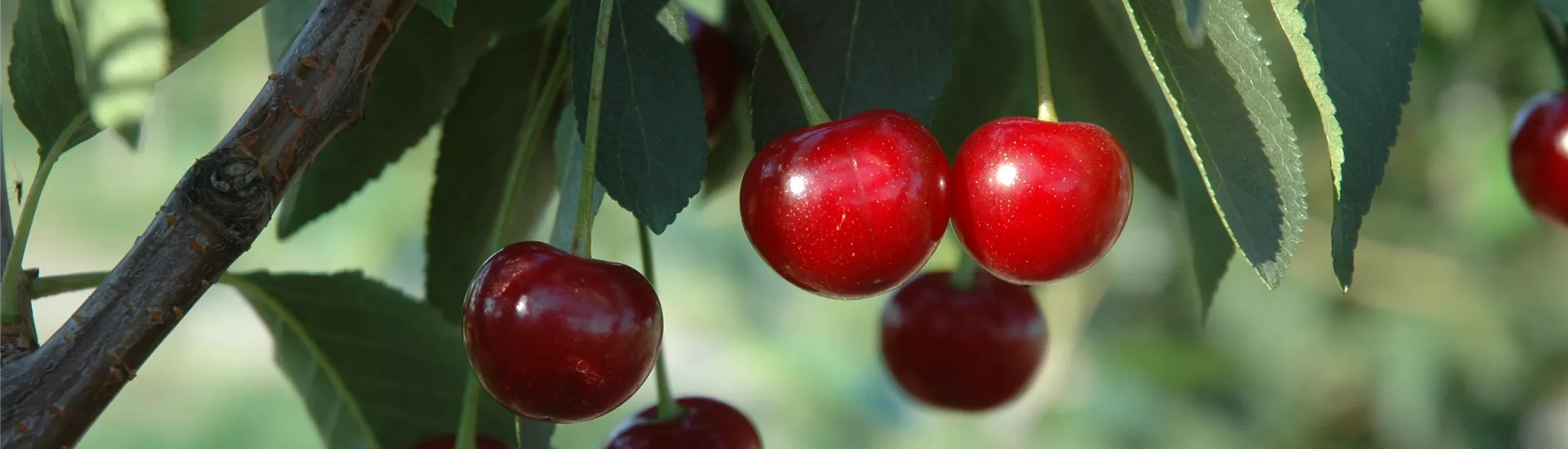 Prunus cerasus 'Morina'(s)