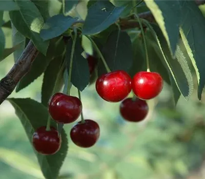 Prunus cerasus 'Ungarische Traubige'