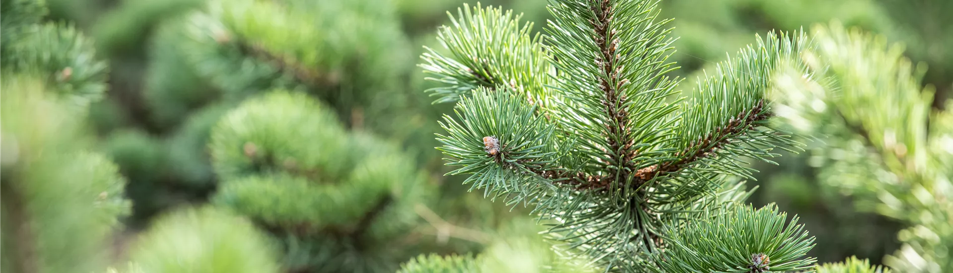 Konifere Konifere