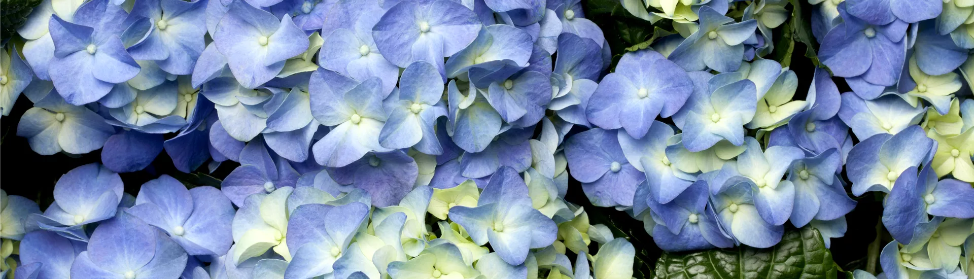 Hydrangea macrophylla Hydrangea macrophylla