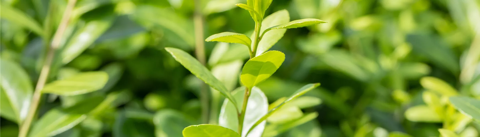 Ilex crenata 'Rotundifolia' Ilex crenata 'Rotundifolia'