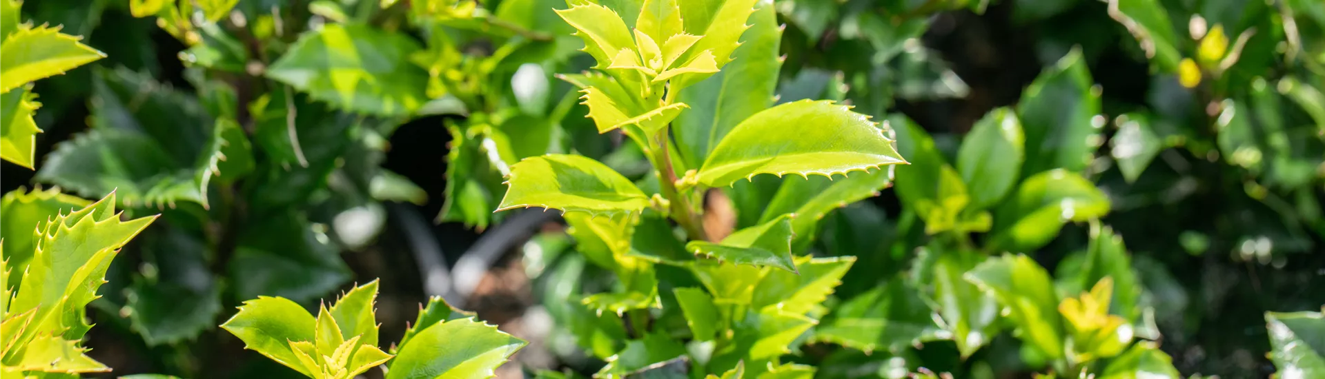 Ilex meserveae 'Heckenstar'(s) Ilex meserveae 'Heckenstar'(s)