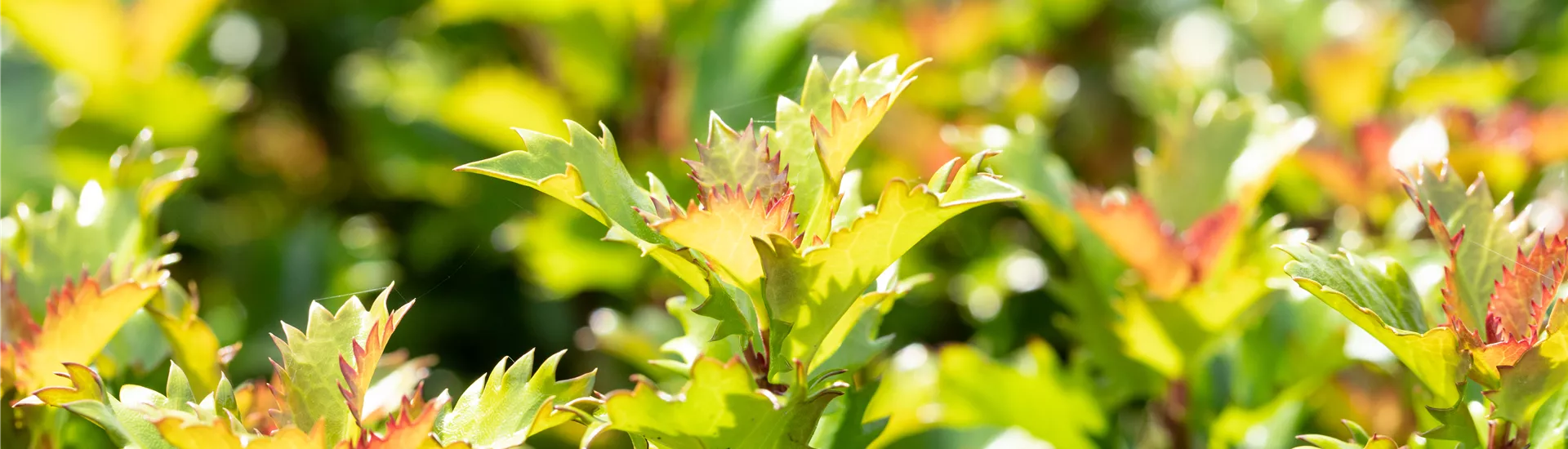 Ilex meserveae 'Little Rascal'® Ilex meserveae 'Little Rascal'®