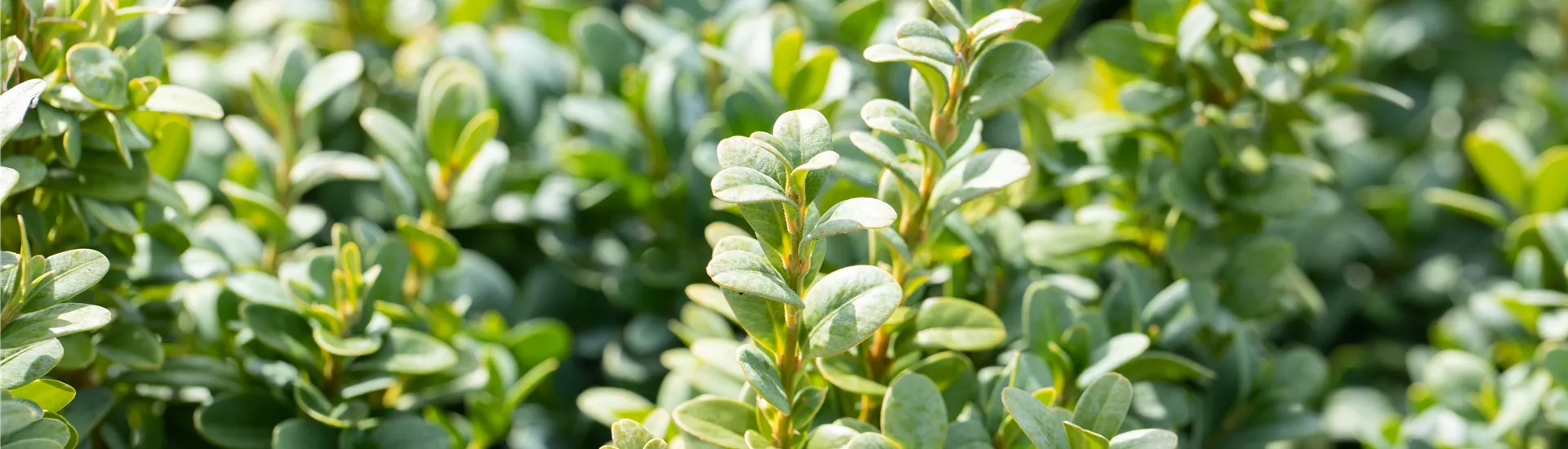 Buxus sempervirens 'Blauer Heinz' Buxus sempervirens 'Blauer Heinz'