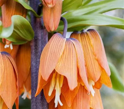 Fritillaria imperialis Fritillaria imperialis