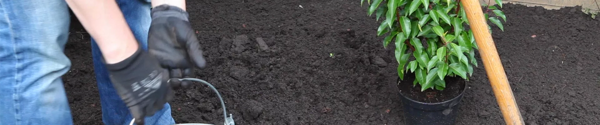 Loorbeerkirsche - Einpflanzen im Garten (thumbnail) Loorbeerkirsche - Einpflanzen im Garten (thumbnail)