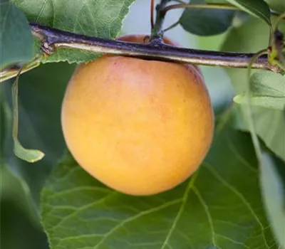 Prunus domestica subsp. syriaca 'Bellamira'® Prunus domestica subsp. syriaca 'Bellamira'®