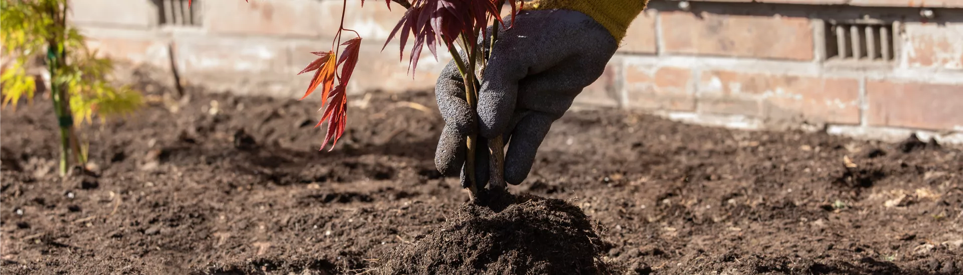 Ahorn einpflanzen Ahorn einpflanzen