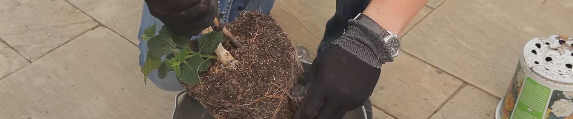 Wandelröschen - Einpflanzen in ein Gefäß (thumbnail)