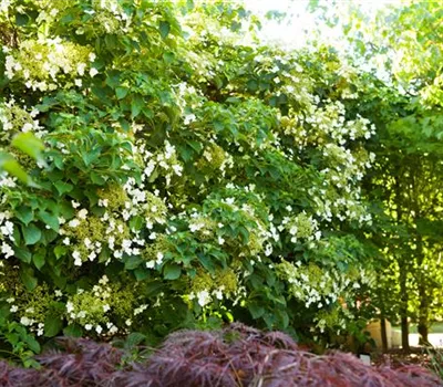 Hydrangea petiolaris Hydrangea petiolaris