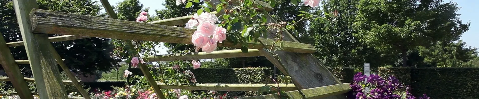 Gartengestaltung - Rosengarten (thumbnail) Gartengestaltung - Rosengarten (thumbnail)