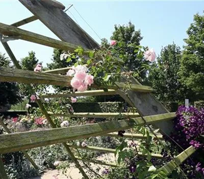 Gartengestaltung - Rosengarten Gartengestaltung - Rosengarten