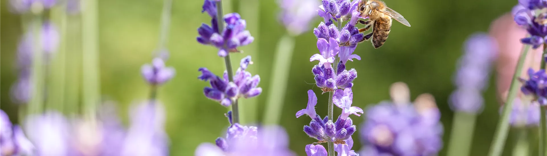Lavandula mit Biene Lavandula mit Biene