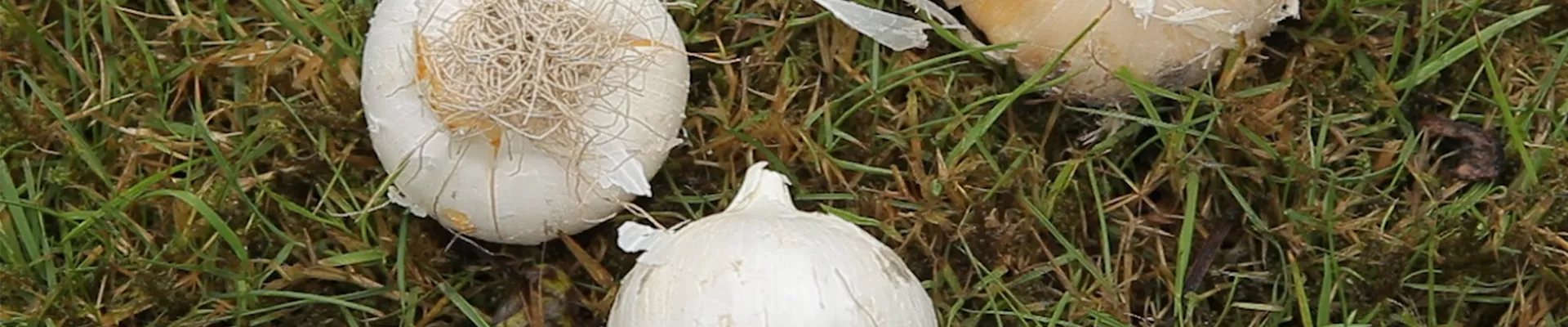 Zierlauch - Blumenzwiebeln einpflanzen (thumbnail)2 Zierlauch - Blumenzwiebeln einpflanzen (thumbnail)2