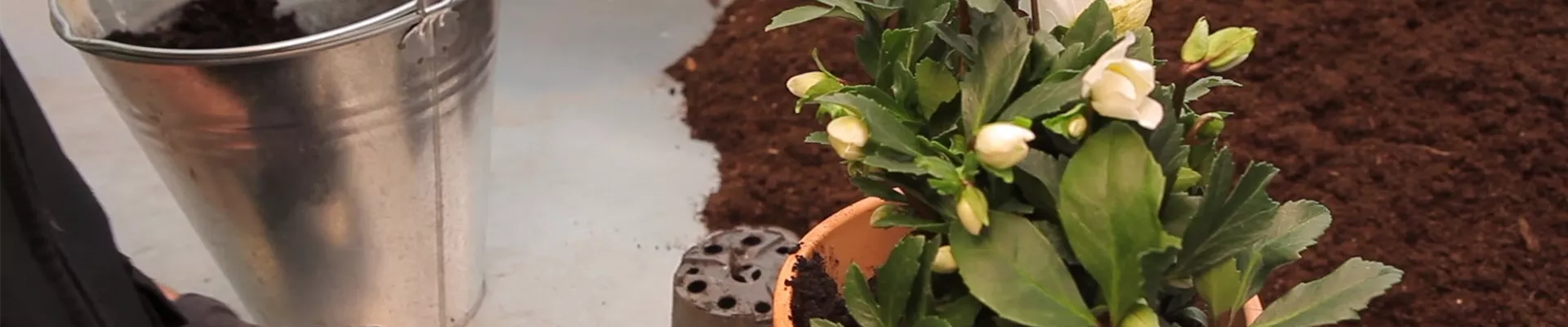 Christrose - Einpflanzen in ein Gefäß (thumbnail) Christrose - Einpflanzen in ein Gefäß (thumbnail)