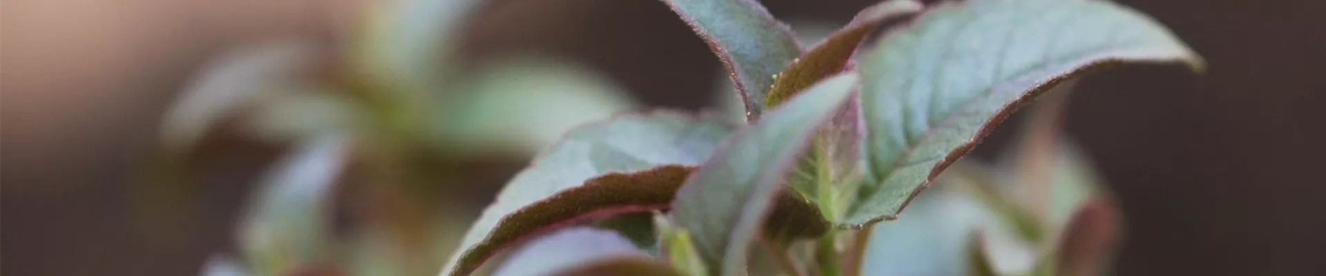 Minzblättrige Indianernessel (thumbnail) Minzblättrige Indianernessel (thumbnail)