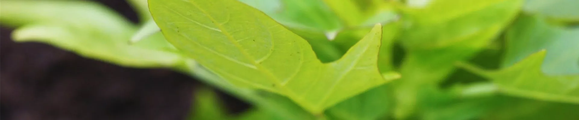 Zier-Süßkartoffel - Einpflanzen im Garten (thumbnail) Zier-Süßkartoffel - Einpflanzen im Garten (thumbnail)