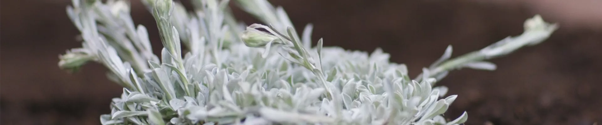 Katzenpfötchen - Einpflanzen im Garten (thumbnail) Katzenpfötchen - Einpflanzen im Garten (thumbnail)