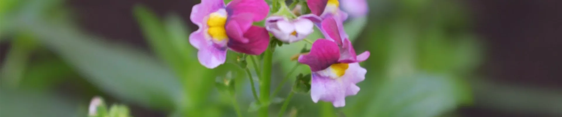 Elfenspiegel - Einpflanzen im Garten (thumbnail) Elfenspiegel - Einpflanzen im Garten (thumbnail)