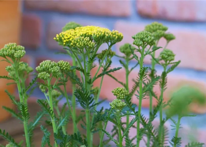Schafgarbe - Einpflanzen im Garten (gelb) Schafgarbe - Einpflanzen im Garten (gelb)