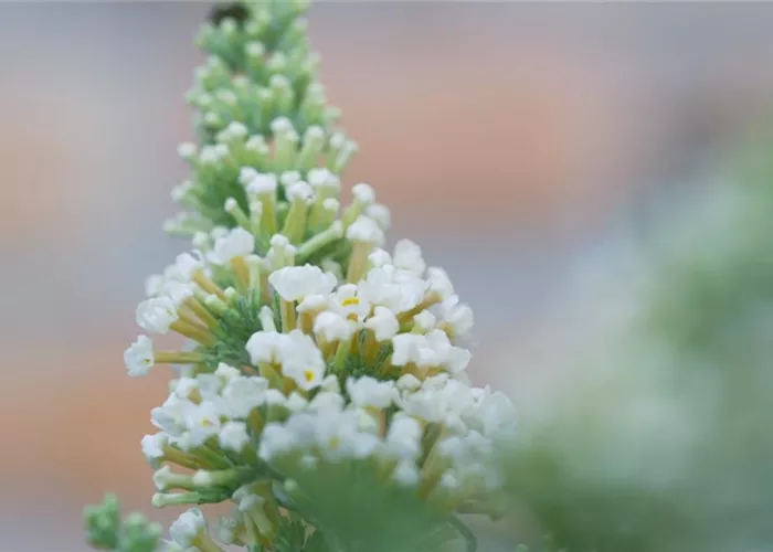 Sommerflieder - Einpflanzen im Garten Sommerflieder - Einpflanzen im Garten