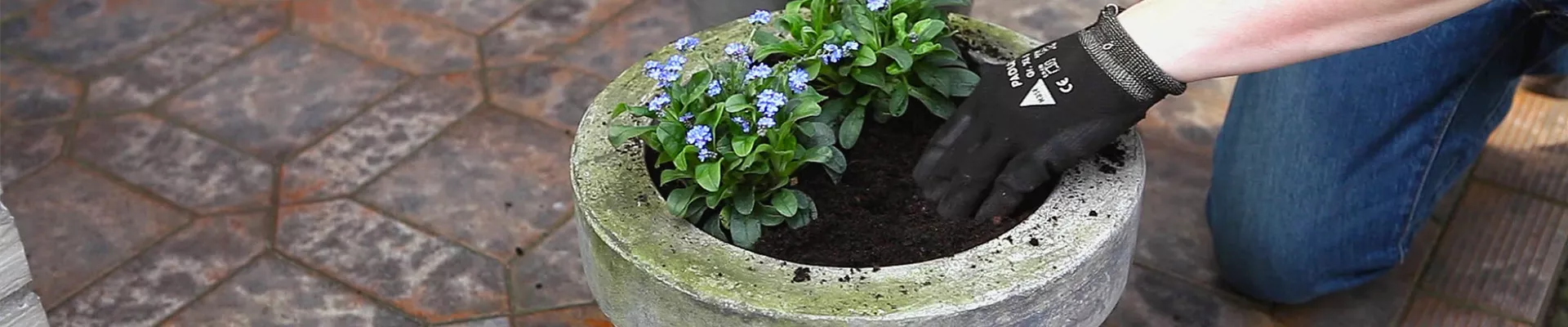 Vergissmeinnicht - Einpflanzen in ein Gefäß (thumbnail) Vergissmeinnicht - Einpflanzen in ein Gefäß (thumbnail)