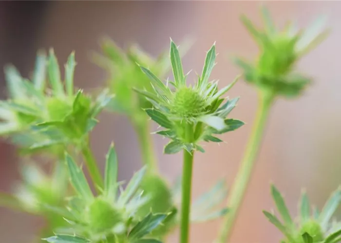 Edeldistel - Einpflanzen im Garten