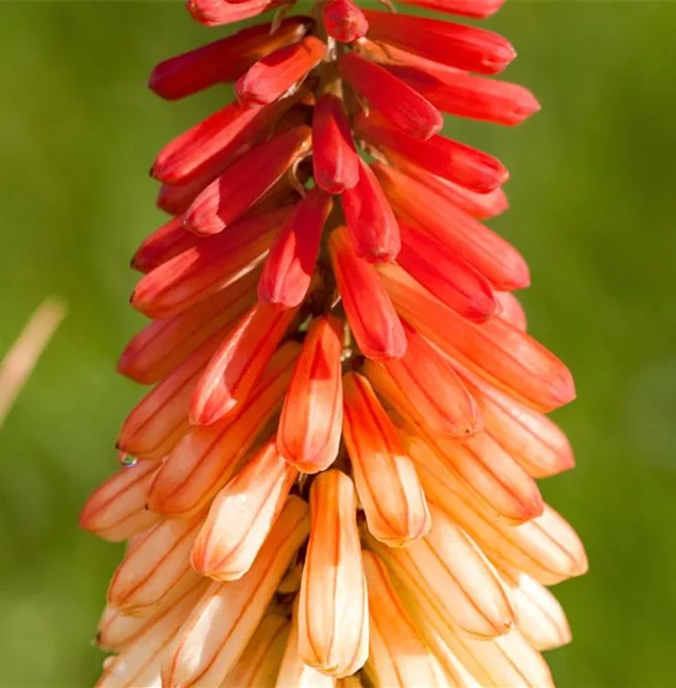 Fackellilie - Einpflanzen im Garten