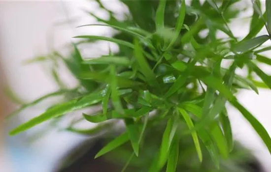 Zierspargel - Einpflanzen in ein Gefäß Zierspargel - Einpflanzen in ein Gefäß