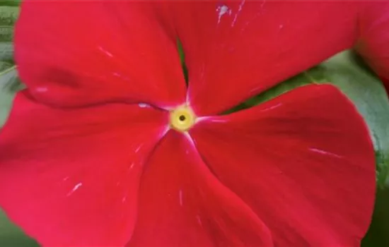 Rosafarbene Catharanthe - Umtopfen Rosafarbene Catharanthe - Umtopfen