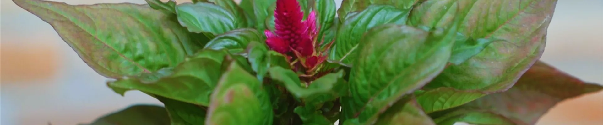 Silberbrandschopf - Einpflanzen in ein Gefäß (Thumbnail) Silberbrandschopf - Einpflanzen in ein Gefäß (Thumbnail)