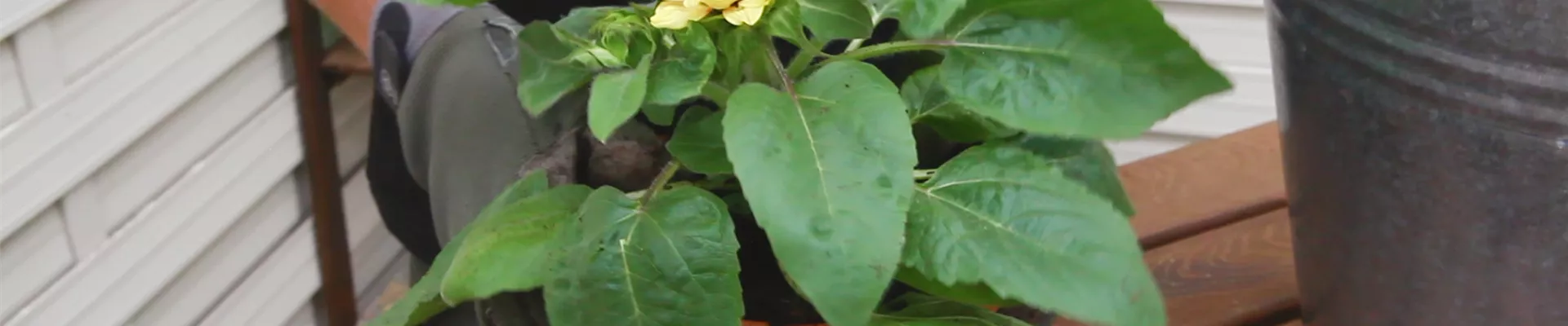 Sonnenblume - Umtopfen (thumbnail) Sonnenblume - Umtopfen (thumbnail)