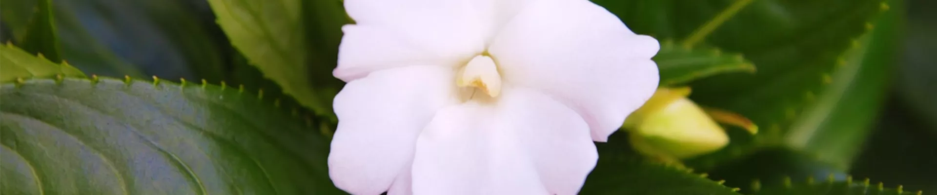 Edellieschen - Einpflanzen im Garten (Thumbnail) Edellieschen - Einpflanzen im Garten (Thumbnail)