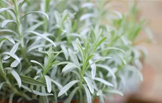 Lavendel - Umtopfen Lavendel - Umtopfen