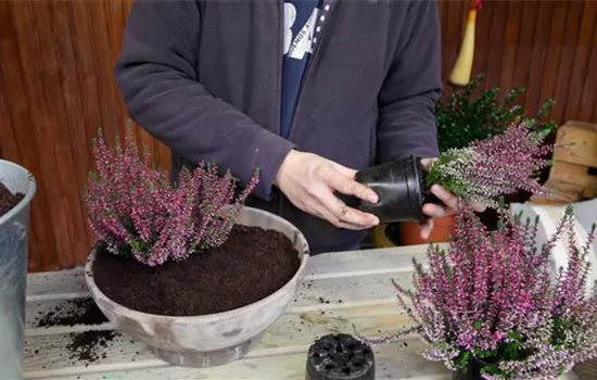 Knospenheide - Einpflanzen in ein Gefäß Knospenheide - Einpflanzen in ein Gefäß